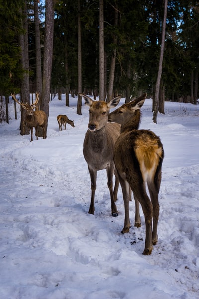 群鹿在冰雪覆盖的地面白天
